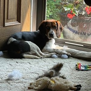 Meet your Posher, Debbie